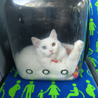 British Shorthair, Kedi  Sufle fotoğrafı