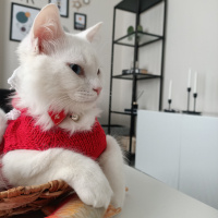 British Shorthair, Kedi  Sufle fotoğrafı
