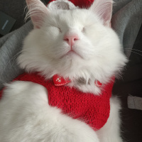 British Shorthair, Kedi  Sufle fotoğrafı