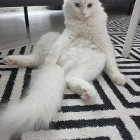 British Shorthair, Kedi  Sufle fotoğrafı