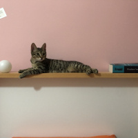 Tekir Kedi, Kedi  Kozmik fotoğrafı