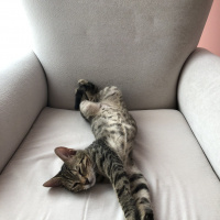 Tekir Kedi, Kedi  Kozmik fotoğrafı