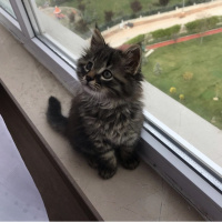 Norwegian Forest, Kedi  Leon fotoğrafı