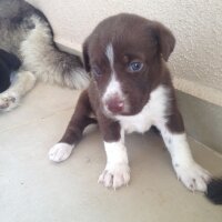 Pointer, Köpek  YAVRUCUKLAR fotoğrafı