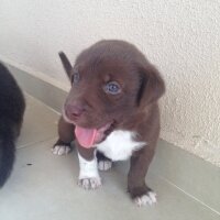 Pointer, Köpek  YAVRUCUKLAR fotoğrafı