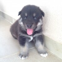 Pointer, Köpek  YAVRUCUKLAR fotoğrafı