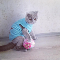 Scottish Fold, Kedi  Minnoş fotoğrafı