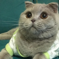 Scottish Fold, Kedi  Minnoş fotoğrafı