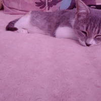 Tekir Kedi, Kedi  kuki fotoğrafı