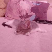 Tekir Kedi, Kedi  kuki fotoğrafı