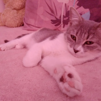 Tekir Kedi, Kedi  kuki fotoğrafı