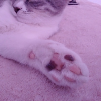 Tekir Kedi, Kedi  kuki fotoğrafı