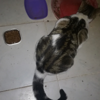 Tekir Kedi, Kedi  Luna fotoğrafı