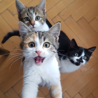 Tekir Kedi, Kedi  Bal fotoğrafı