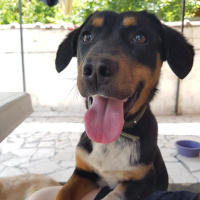 Sokö (Sokak Köpeği), Köpek  Şans fotoğrafı