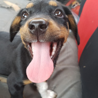 Sokö (Sokak Köpeği), Köpek  Şans fotoğrafı
