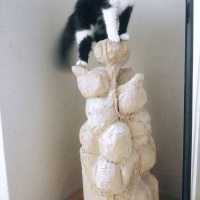 Scottish Fold, Kedi  Dali fotoğrafı