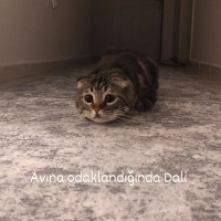 Scottish Fold, Kedi  Dali fotoğrafı