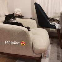 Scottish Fold, Kedi  Dali fotoğrafı