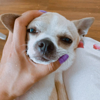Chihuahua, Köpek  Oscar fotoğrafı