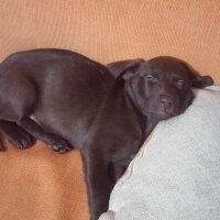 Labrador Retriever, Köpek  arwen fotoğrafı