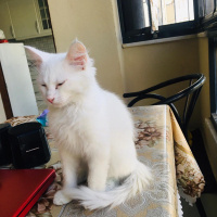 Ankara Kedisi, Kedi  İRMA fotoğrafı