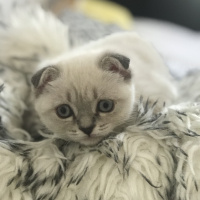 Scottish Fold, Kedi  Hera fotoğrafı