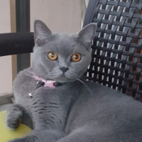 Scottish Fold, Kedi  Maya fotoğrafı