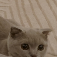 Scottish Fold, Kedi  Maya fotoğrafı