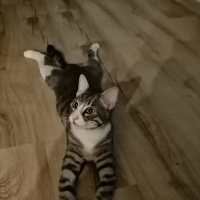 Tekir Kedi, Kedi  Efe fotoğrafı