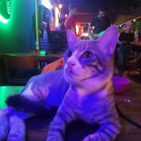 Tekir Kedi, Kedi  Efe fotoğrafı