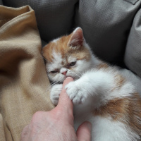 Exotic Shorthair, Kedi  Şerafettin fotoğrafı