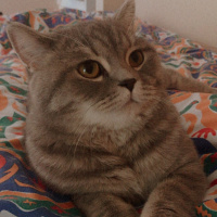 British Shorthair, Kedi  Bihter fotoğrafı