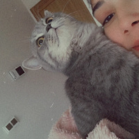 British Shorthair, Kedi  Bihter fotoğrafı