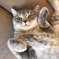 British Shorthair, Kedi  Bihter fotoğrafı