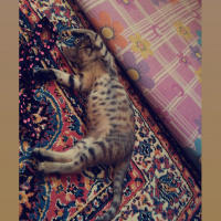 Tekir Kedi, Kedi  Pamuk fotoğrafı