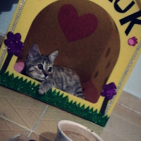 Tekir Kedi, Kedi  Pamuk fotoğrafı