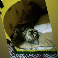 Tekir Kedi, Kedi  Pamuk fotoğrafı