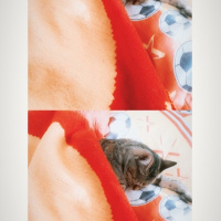 Tekir Kedi, Kedi  Pamuk fotoğrafı