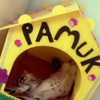 Tekir Kedi, Kedi  Pamuk fotoğrafı