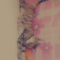 Tekir Kedi, Kedi  Pamuk fotoğrafı