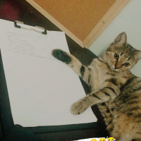 Tekir Kedi, Kedi  Pamuk fotoğrafı