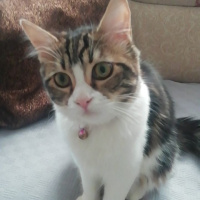 Tekir Kedi, Kedi  Bihter fotoğrafı