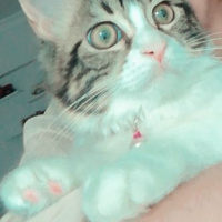 Tekir Kedi, Kedi  Bihter fotoğrafı