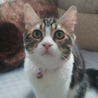 Tekir Kedi, Kedi  Bihter fotoğrafı