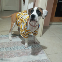 Amerikan Pitbull Terrier, Köpek  TAYSIN fotoğrafı