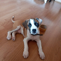 Amerikan Pitbull Terrier, Köpek  TAYSIN fotoğrafı