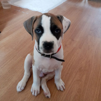 Amerikan Pitbull Terrier, Köpek  TAYSIN fotoğrafı