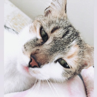 Tekir Kedi, Kedi  Mira fotoğrafı