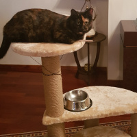 Tekir Kedi, Kedi  Karamel fotoğrafı